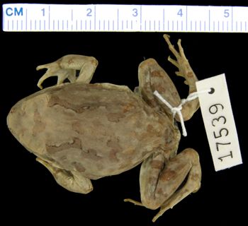 Media type: image; Herpetology A-17539